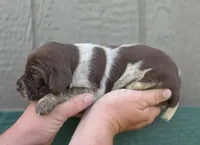 AKC male, a male German Shorthaired Pointer for sale in Chatham, VA – Photo 3 of 6
