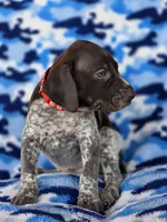 Red collar AKC , a male German Shorthaired Pointer for sale in Chatham, VA – 4 of 8