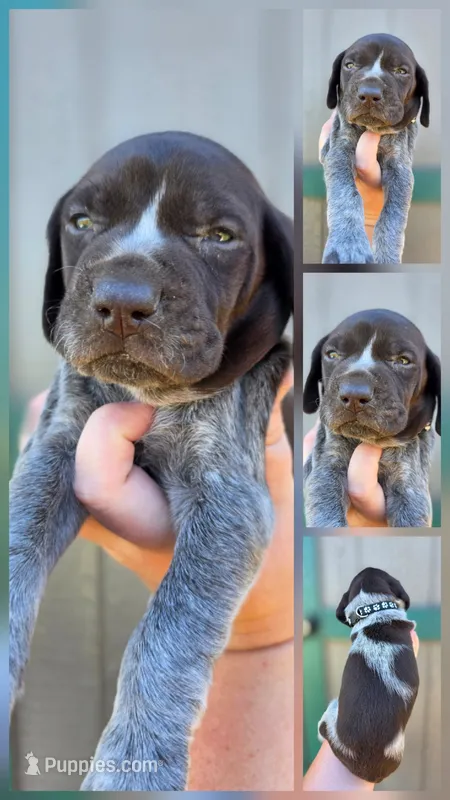 Male 2 – German Shorthaired Pointer puppy for sale in Chatham, VA