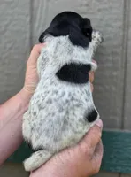 AKC back & white, p&t, a male German Shorthaired Pointer for sale in Chatham, VA – Photo 3 of 6