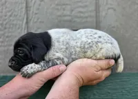 AKC back & white, p&t, a male German Shorthaired Pointer for sale in Chatham, VA – Photo 4 of 6