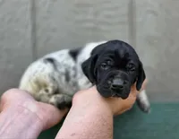 AKC back & white, p&t, a male German Shorthaired Pointer for sale in Chatham, VA – Photo 2 of 6