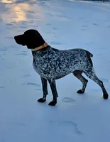 AKC back & white, p&t, a male German Shorthaired Pointer for sale in Chatham, VA – Photo 6 of 6