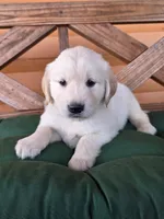 Murdoch , a male Golden Retriever for sale in Chatham, VA – 5 of 5