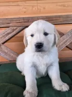 Murdoch , a male Golden Retriever for sale in Chatham, VA – 2 of 5