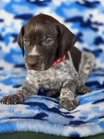 Red collar AKC , a male German Shorthaired Pointer for sale in Chatham, VA – 8 of 8