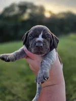 Male 2, a male German Shorthaired Pointer for sale in Chatham, VA – 1 of 4