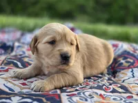 AKC Female Golden , a female Golden Retriever for sale in Chatham, VA – Photo 10 of 10