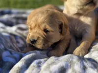 AKC Female Golden , a female Golden Retriever for sale in Chatham, VA – Photo 4 of 7