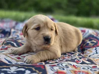 AKC Female Golden , a female Golden Retriever for sale in Chatham, VA – Photo 8 of 10