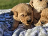 AKC Female Golden , a female Golden Retriever for sale in Chatham, VA – Photo 6 of 7