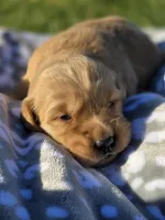 AKC Female Golden , a female Golden Retriever for sale in Chatham, VA – Photo 3 of 7