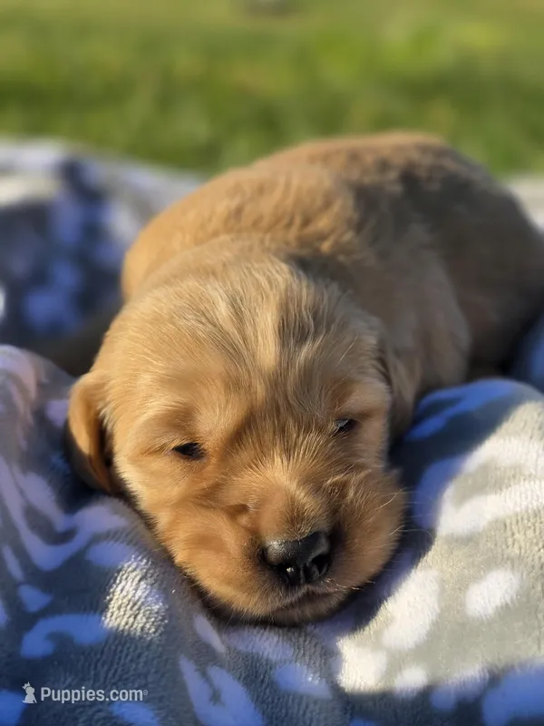 AKC Female Golden  – Golden Retriever puppy for sale in Chatham, VA