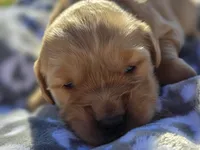 AKC Female Golden , a female Golden Retriever for sale in Chatham, VA – Photo 7 of 7