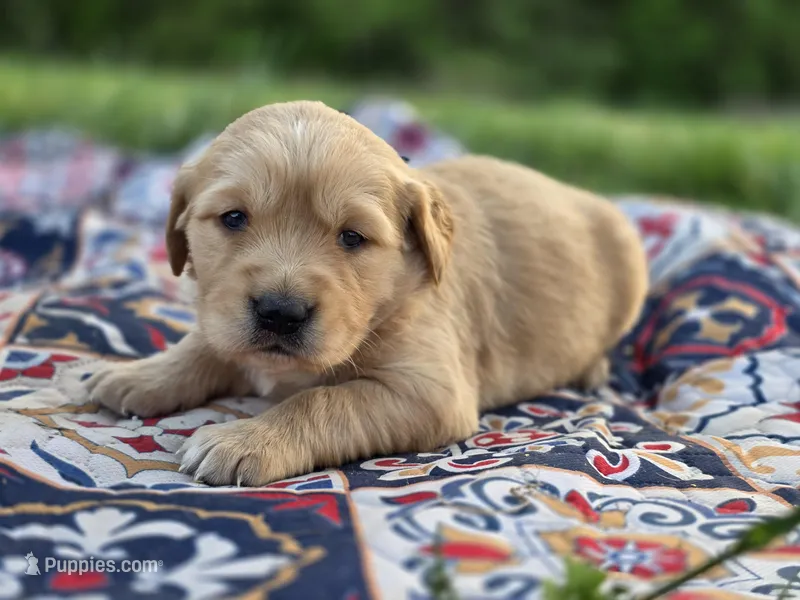 AKC Female Golden  – Golden Retriever puppy for sale in Chatham, VA