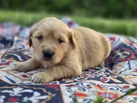 AKC Female Golden , a female Golden Retriever for sale in Chatham, VA – Photo 1 of 10