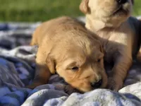AKC Female Golden , a female Golden Retriever for sale in Chatham, VA – Photo 2 of 7