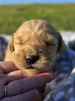 AKC Female Golden , a female Golden Retriever for sale in Chatham, VA – Photo 5 of 7
