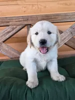 Murdoch , a male Golden Retriever for sale in Chatham, VA – 1 of 5