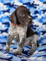 Red collar AKC , a male German Shorthaired Pointer for sale in Chatham, VA – 6 of 8