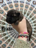 Mr. Beans, a male German Shepherd Dog for sale in Williamsport, PA – 2 of 2