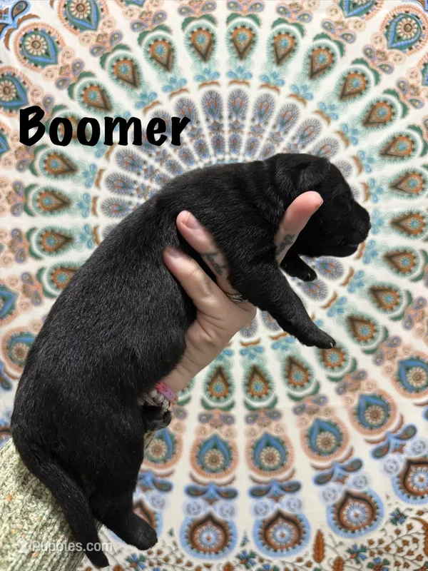 Mr.Boomer – German Shepherd Dog puppy for sale in Williamsport, PA