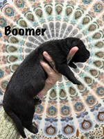 Mr.Boomer, a male German Shepherd Dog for sale in Williamsport, PA – 1 of 1