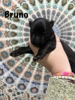 Mr. Bruno, a male German Shepherd Dog for sale in Williamsport, PA – 2 of 2