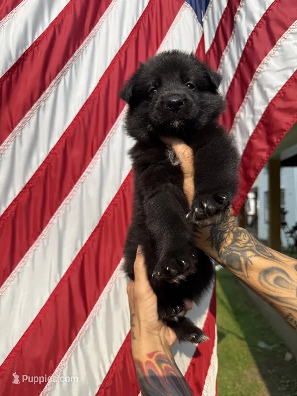 Mr.Boomer – German Shepherd Dog puppy for sale in Williamsport, PA