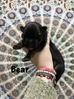 Mr. Bear, a male German Shepherd Dog for sale in Williamsport, PA – 2 of 2