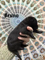 Mr. Bruno, a male German Shepherd Dog for sale in Williamsport, PA – 1 of 2