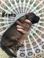 Mr. Beans, a male German Shepherd Dog for sale in Williamsport, PA – 1 of 2