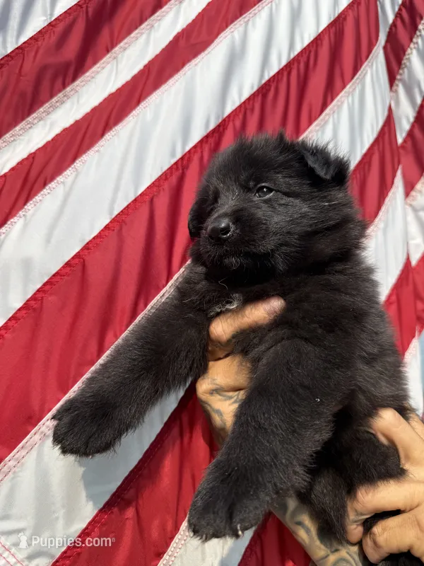 MR. BRISKET – German Shepherd Dog puppy for sale in Williamsport, PA