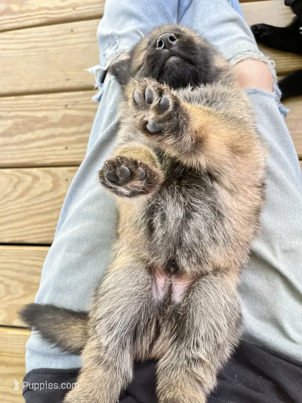 Mr. Beans – German Shepherd Dog puppy for sale in Williamsport, PA