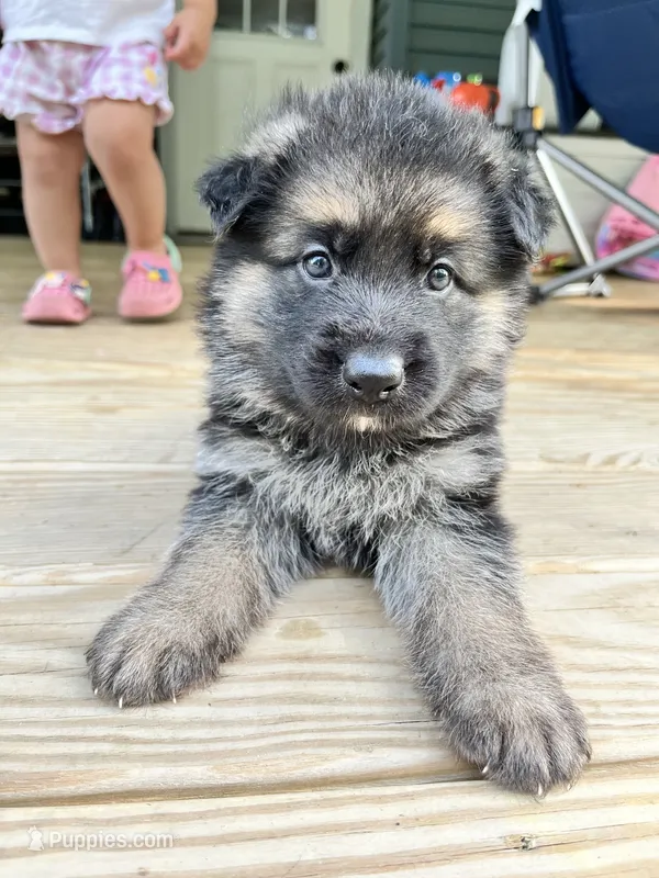 Mr. Bear – German Shepherd Dog puppy for sale in Williamsport, PA