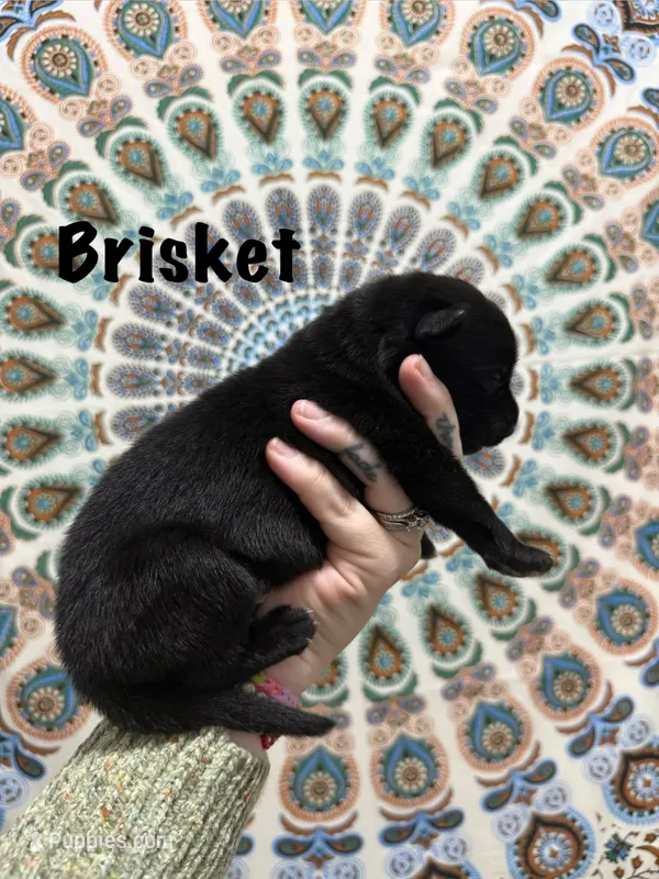MR. BRISKET – German Shepherd Dog puppy for sale in Williamsport, PA