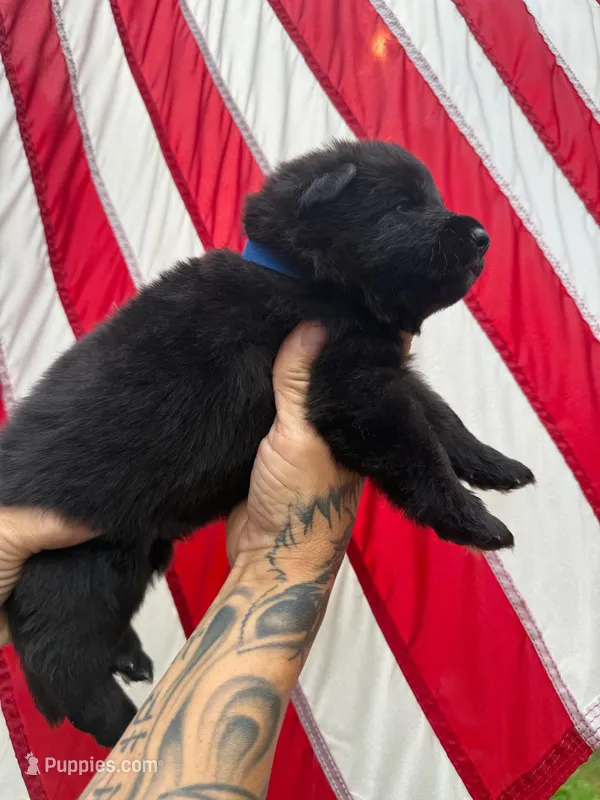 Mr. Bruno – German Shepherd Dog puppy for sale in Williamsport, PA