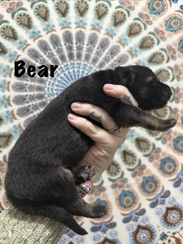 Mr. Bear – German Shepherd Dog puppy for sale in Williamsport, PA