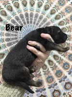 Mr. Bear, a male German Shepherd Dog for sale in Williamsport, PA – 1 of 2