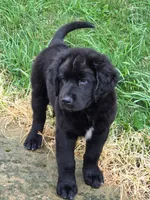 BEAR, a male Bernese Mountain Dog and Labrador Retriever for sale in Pittsburgh, PA – 6 of 6