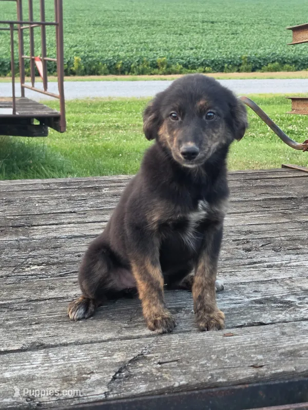Sophia  – German Shepherd Dog, Labrador Retriever puppy for sale in Pittsburgh, PA