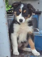 Lucy, a female Border Collie for sale in Pittsburgh, PA – 2 of 2