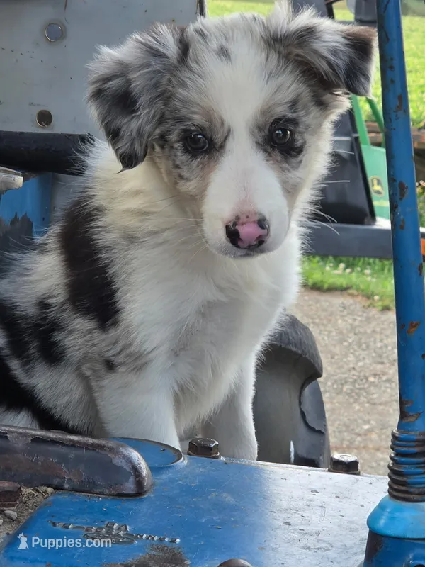 Daisy 🌼  – Border Collie puppy for sale in Pittsburgh, PA