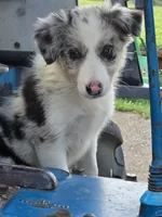 Daisy 🌼 , a female Border Collie for sale in Pittsburgh, PA – 1 of 2