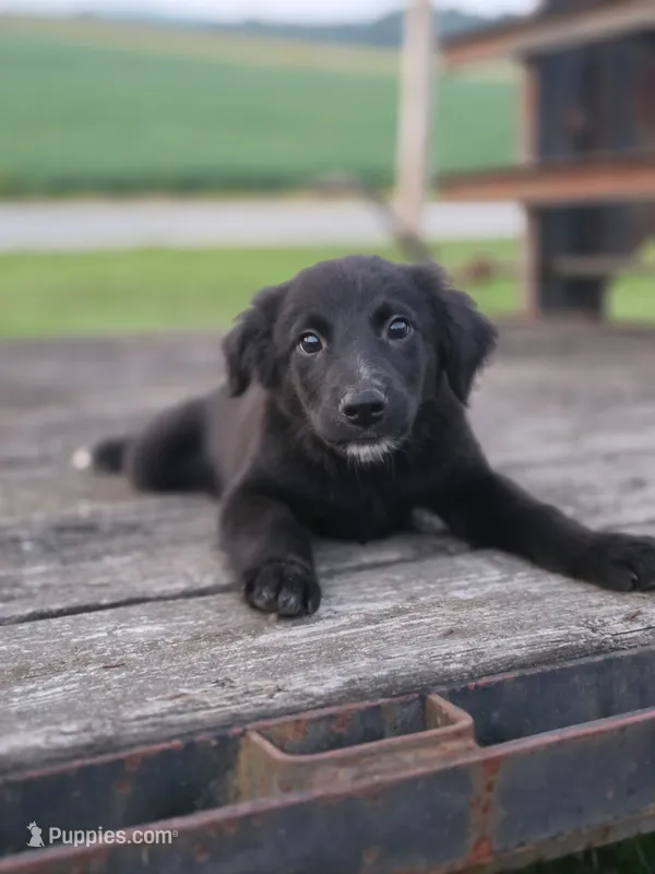 Jet – German Shepherd Dog, Labrador Retriever puppy for sale in Pittsburgh, PA