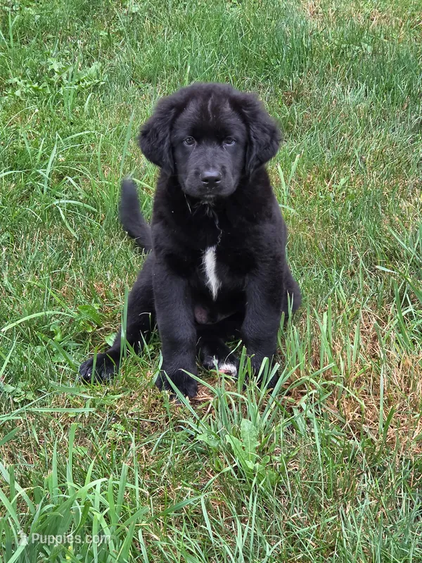 BEAR – Bernese Mountain Dog, Labrador Retriever puppy for sale in Pittsburgh, PA