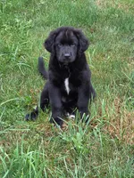 BEAR, a male Bernese Mountain Dog and Labrador Retriever for sale in Pittsburgh, PA – 1 of 6