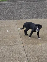 Bonnie , a female Bernese Mountain Dog and Labrador Retriever for sale in Pittsburgh, PA – 3 of 5