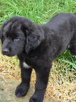 BEAR, a male Bernese Mountain Dog and Labrador Retriever for sale in Pittsburgh, PA – 2 of 6