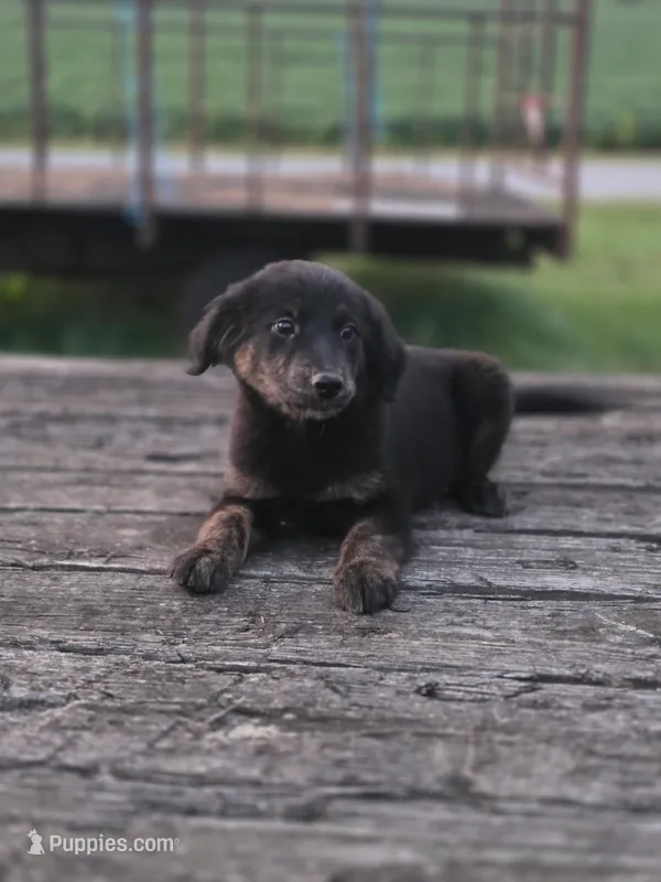 Zoey – German Shepherd Dog, Labrador Retriever puppy for sale in Pittsburgh, PA